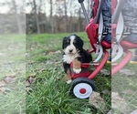 Small Bernese Mountain Dog