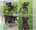 Small Labrador Retriever Mix