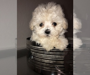 Maltipoo Puppy for sale in OCALA, FL, USA
