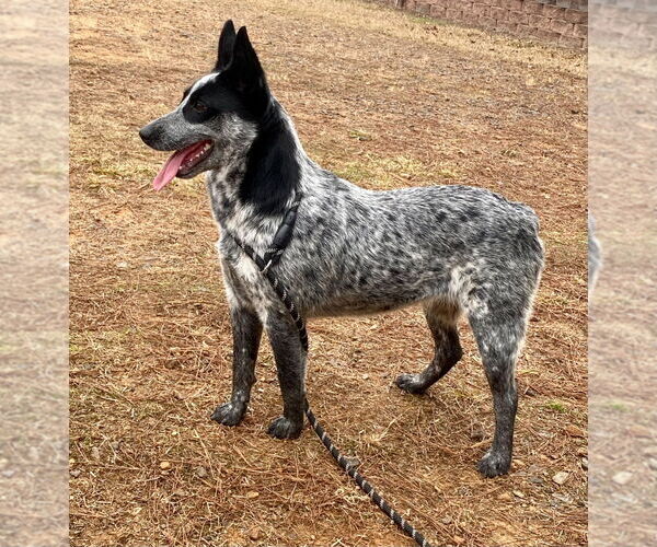 Medium Photo #1 Mutt Puppy For Sale in Bryant, AR, USA