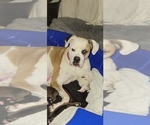 Small Photo #1 American Bulldog-English Bulldog Mix Puppy For Sale in DAPHNE, AL, USA