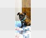 Small Boxer