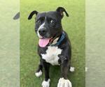 Small #1 Boxer Mix