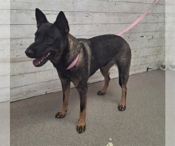Medium Photo #1 Mutt Puppy For Sale in San Bernardino, CA, USA