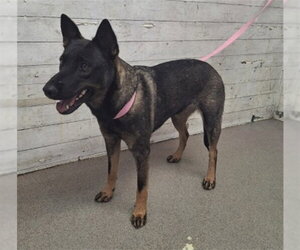 Mutt Dogs for adoption in San Bernardino, CA, USA