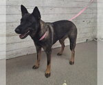 RIVER - Female Mutt Dog for Adoption - Small photo