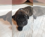 Small Photo #1 Mastiff Puppy For Sale in FULTON, NY, USA