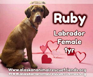 Labrador Retriever Dogs for adoption in Anchorage, AK, USA
