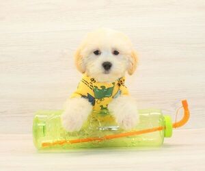 Maltipoo Puppy for sale in LAS VEGAS, NV, USA