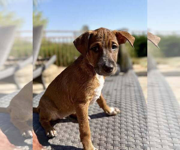 Medium Photo #2 Mutt Puppy For Sale in Cave Creek, AZ, USA