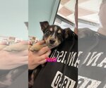 Small Photo #1 Mutt Puppy For Sale in Chico, CA, USA