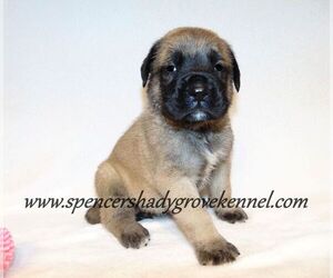 Mastiff Puppy for Sale in CABOOL, Missouri USA