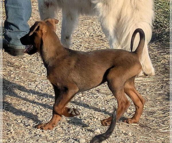 Medium Photo #3 Labrador Retriever-Unknown Mix Puppy For Sale in Aurora, IN, USA