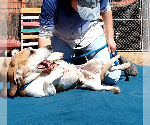 Medium Photo #3 Beagle Puppy For Sale in Apple Valley, CA, USA