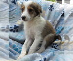 Small #2 Mutt
