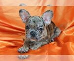 Small Photo #4 French Bulldog Puppy For Sale in GWYNEDD VALLEY, PA, USA