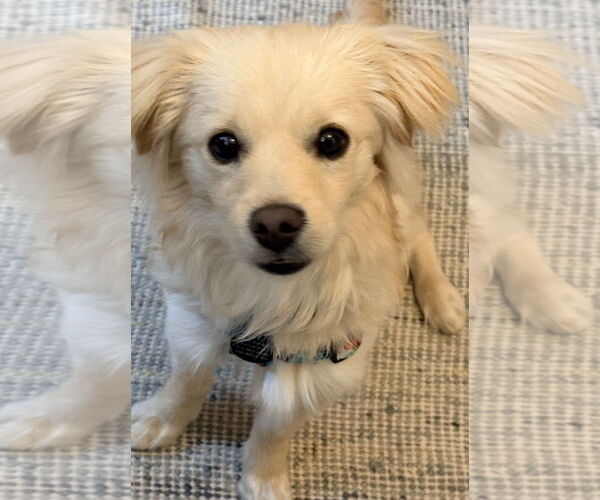 Medium Photo #4 Retriever -Unknown Mix Puppy For Sale in Bellevue, WA, USA