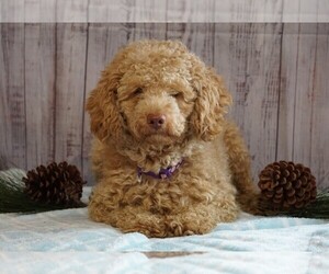 Poodle (Miniature) Puppy for sale in FREDERICKSBG, OH, USA