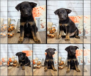 German Shepherd Dog-Unknown Mix Dogs for adoption in The Woodlands, TX, USA