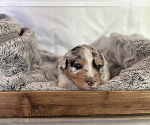 Australian Shepherd Puppy for sale in STAYTON, OR, USA