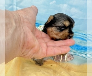 Morkie Puppy for Sale in CASSVILLE, Missouri USA