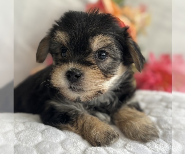Medium Photo #2 Morkie Puppy For Sale in ROCK STREAM, NY, USA