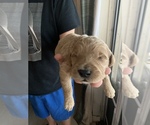 Small Photo #9 Goldendoodle Puppy For Sale in APOLLO BEACH, FL, USA