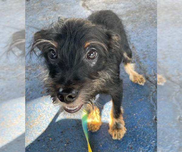 Medium Photo #3 Mutt Puppy For Sale in Cranston, RI, USA