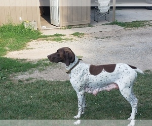 Mother of the German Shorthaired Pointer puppies born on 06/13/2021