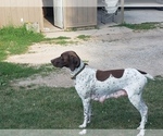 Small Photo #1 German Shorthaired Pointer Puppy For Sale in COOPERSVILLE, MI, USA