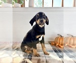 Small #5 Doberman Pinscher