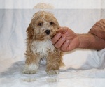 Image preview for Ad Listing. Nickname: Julian
