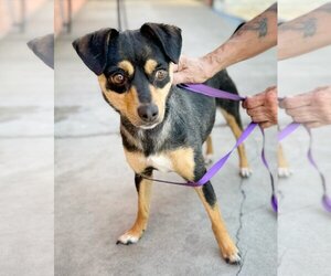 Miniature Pinscher Dogs for adoption in Pittsburg, CA, USA