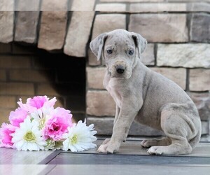 Great Dane Puppy for sale in FREDERICKSBG, OH, USA