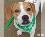 Small Photo #2 Labrador Retriever-Treeing Walker Coonhound Mix Puppy For Sale in Washington, DC, USA