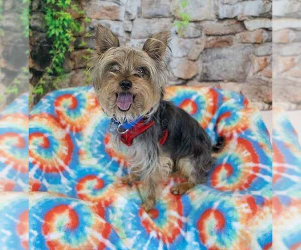 Medium Photo #2 Mutt Puppy For Sale in Kennesaw, GA, USA