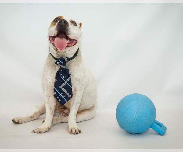 Medium Photo #2 American Bulldog-Unknown Mix Puppy For Sale in Ocoee, FL, USA