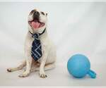 Small #1 American Bulldog Mix