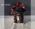 Image preview for Ad Listing. Nickname: Bristol