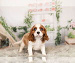 Small Photo #15 Cavalier King Charles Spaniel Puppy For Sale in WARSAW, IN, USA