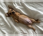 Small #6 Dachshund