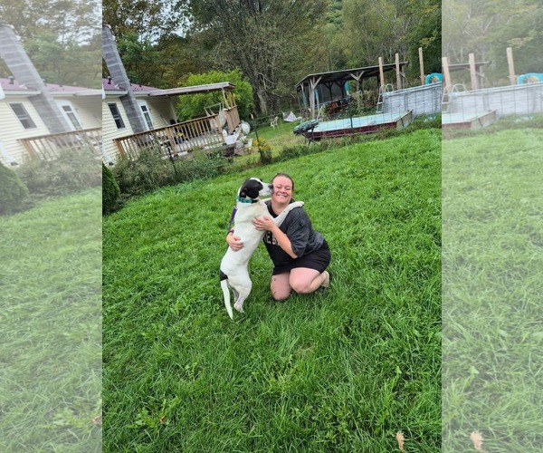 Medium Photo #3 Mutt Puppy For Sale in Woodbury, NY, USA