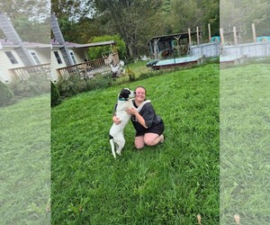 SCOUT - Male Mutt Dog for Adoption - Photo #3