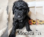 Small Photo #4 Goldendoodle Puppy For Sale in PIEDMONT, SC, USA