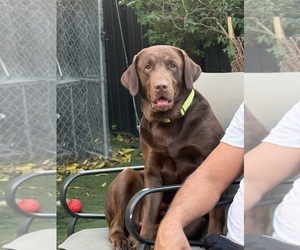 Father of the Labrador Retriever puppies born on 04/29/2026