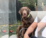 Small Photo #1 Labrador Retriever Puppy For Sale in MIAMI, FL, USA