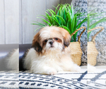 Small Photo #9 Shih Tzu Puppy For Sale in SYRACUSE, IN, USA
