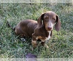 Small #5 Dachshund