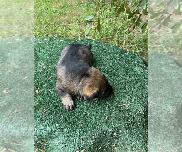Medium Photo #4 German Shepherd Dog Puppy For Sale in POWDER SPRINGS, GA, USA