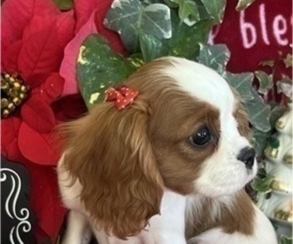 Medium Photo #6 Cavalier King Charles Spaniel Puppy For Sale in ABILENE, TX, USA